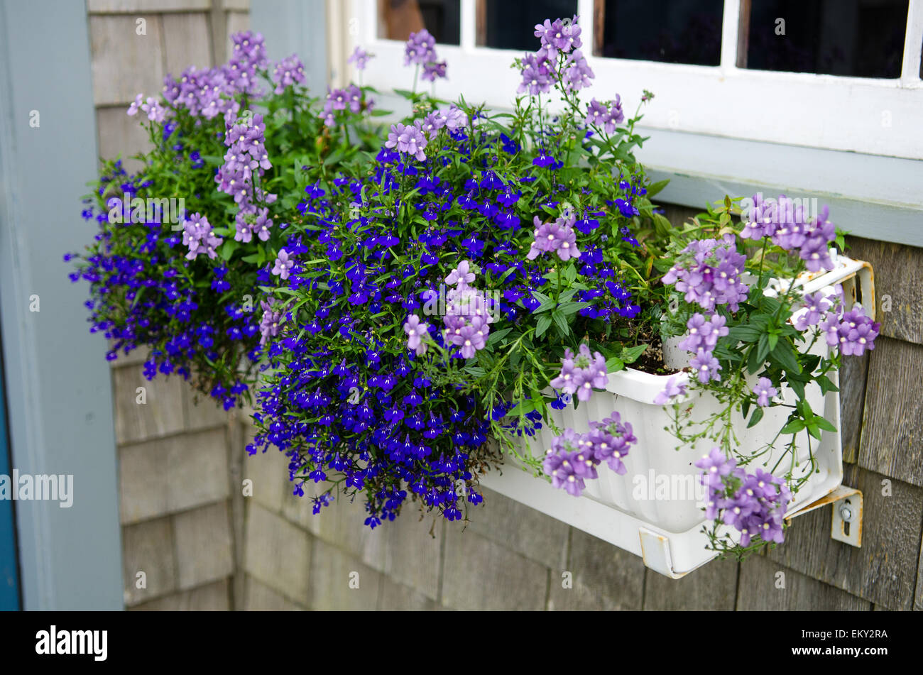 Pale lavender lantana and dark blue lobelia spill out of a window box on a cottage in Maine. Stock Photo