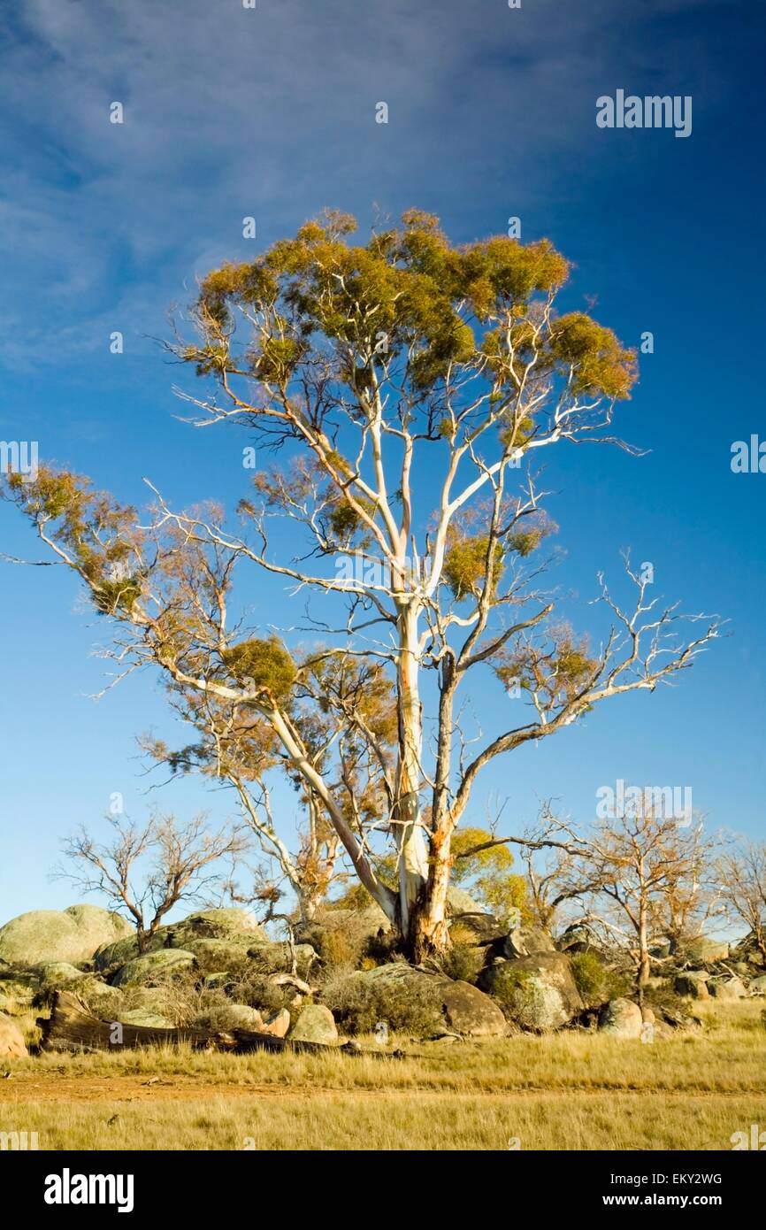 Cooma, New South Wales, Australia; Tree And Boulders Stock Photo Alamy