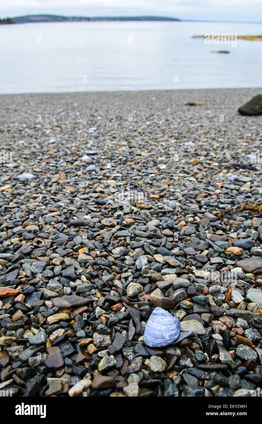 A Blue Mussel shell lies on a rocky beach, Mount Desert Island, Maine ...