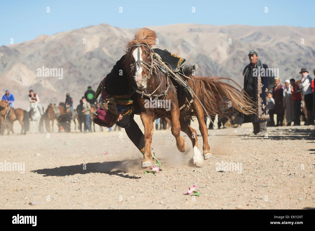 Mongolia Eagle hunters festival tradition horse Stock Photo - Alamy