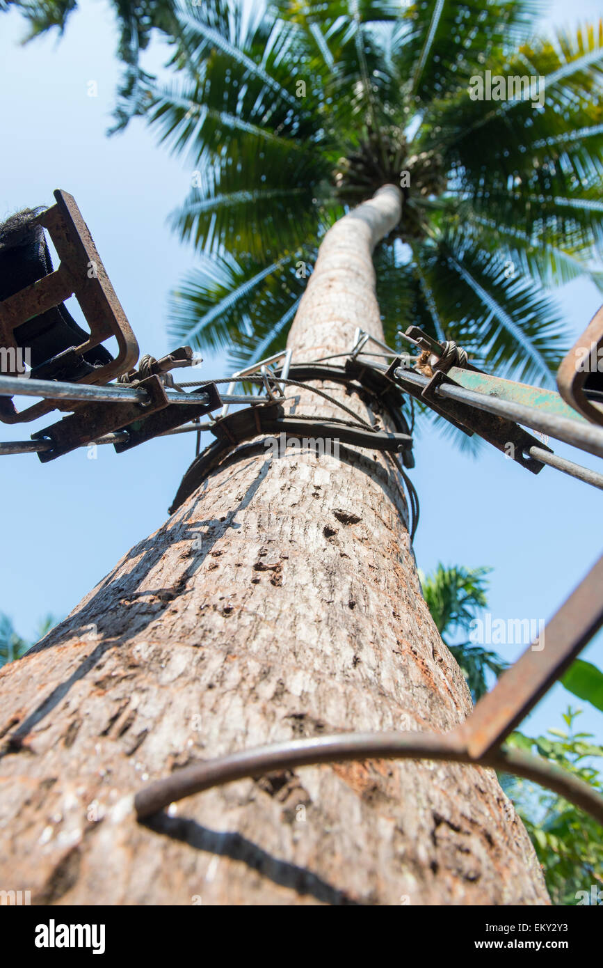 Low view of a metal contraption with spikes used to climb a coconut ...
