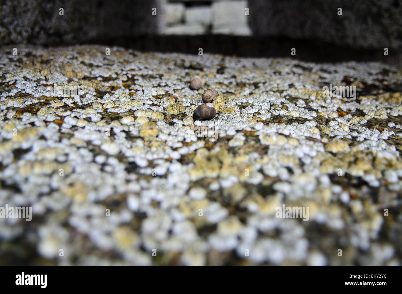 Close-up view of Common Periwinkle and Northern Rock Barnacles on a granite pier, Maine. Stock Photo