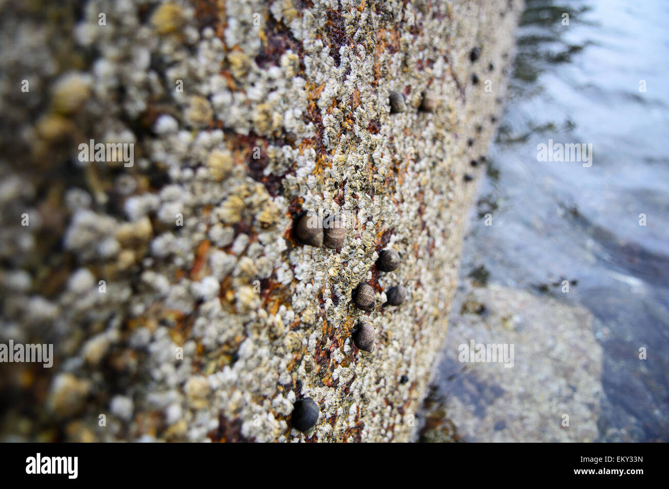 Close-up view of Common Periwinkle and Northern Rock Barnacles on a granite pier, Maine. Stock Photo