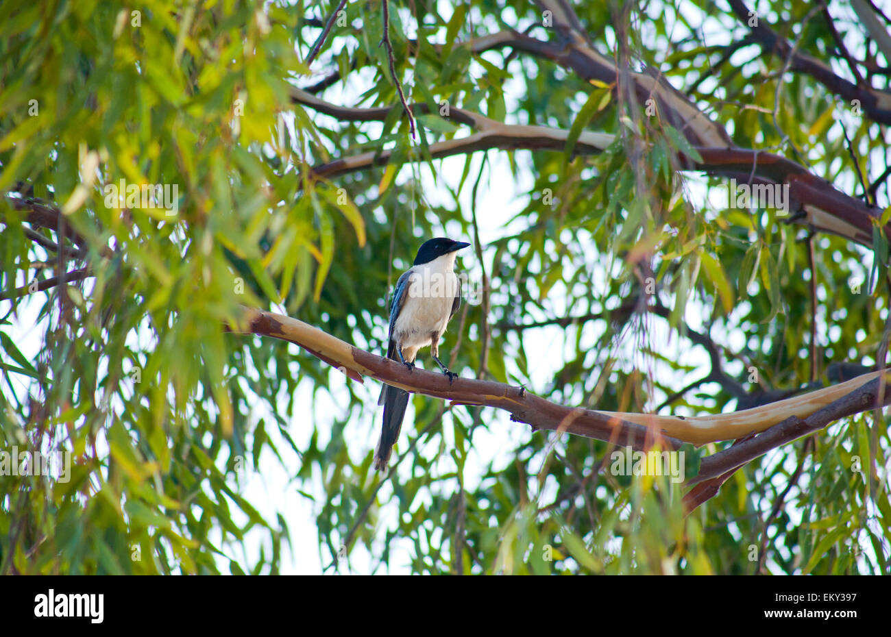 Azure-winged Magpie or Cyanopica cyanus perched on Eucalyptus tree branch Stock Photo