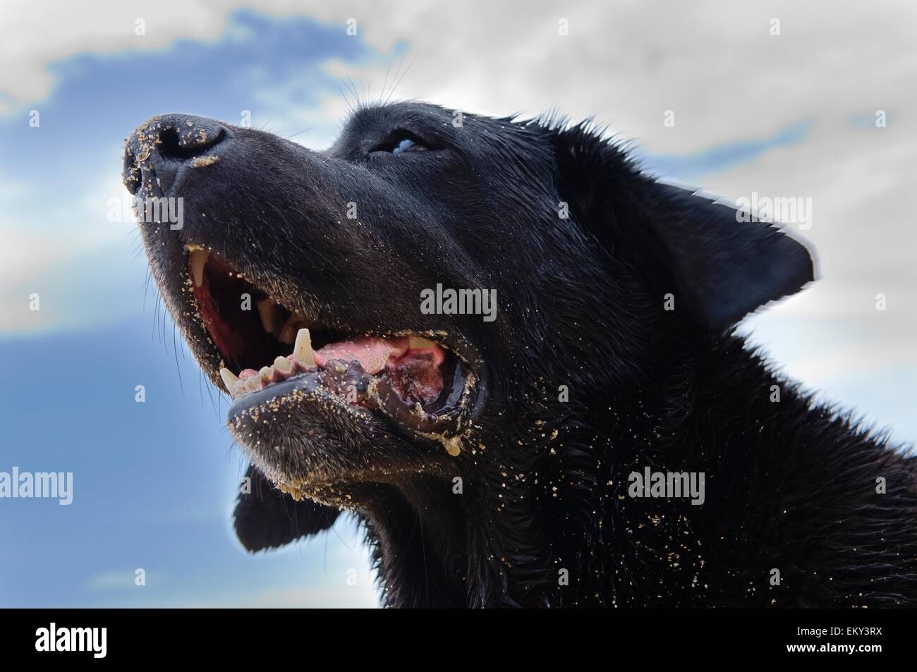 Portrait Of Wet Labrador Retriever With Open Mouth Stock Photo - Alamy