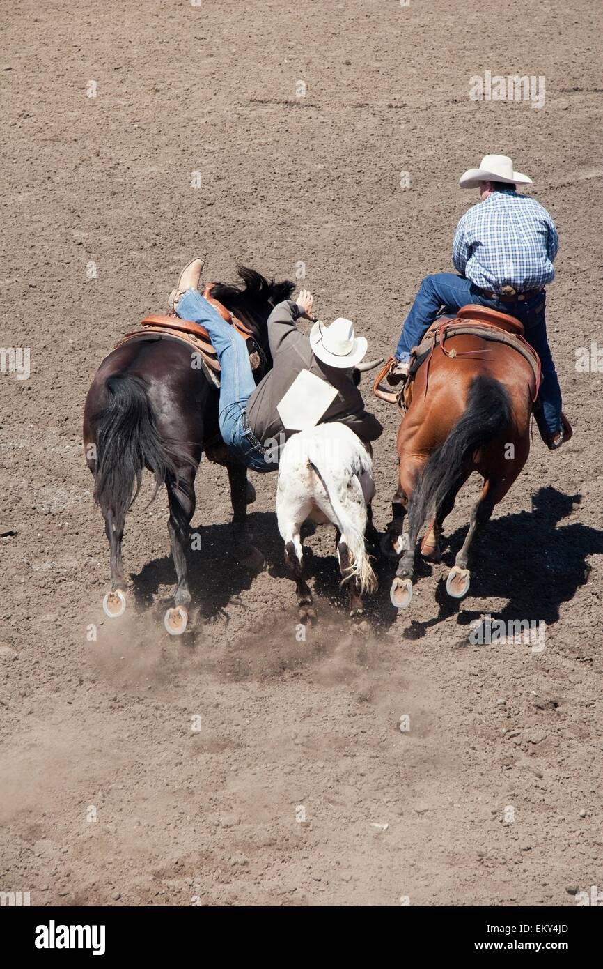 Calf Wrestler, Calgary Stampede Rodeo, Calgary, Alberta, Canada Stock