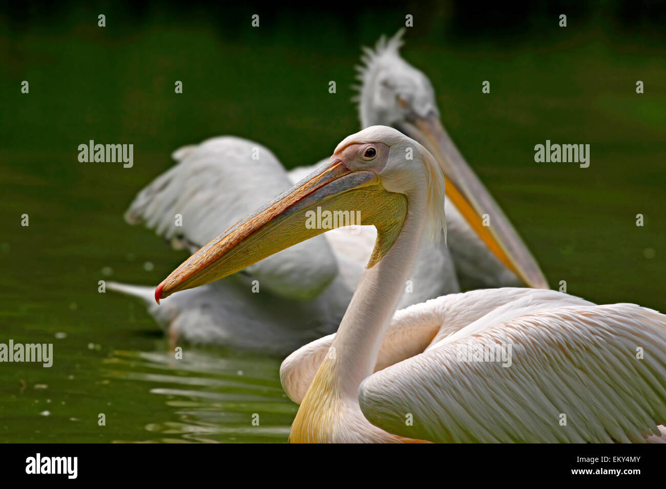 Great or Eastern White Pelican (Pelecanus onocrotalus) close up Stock Photo
