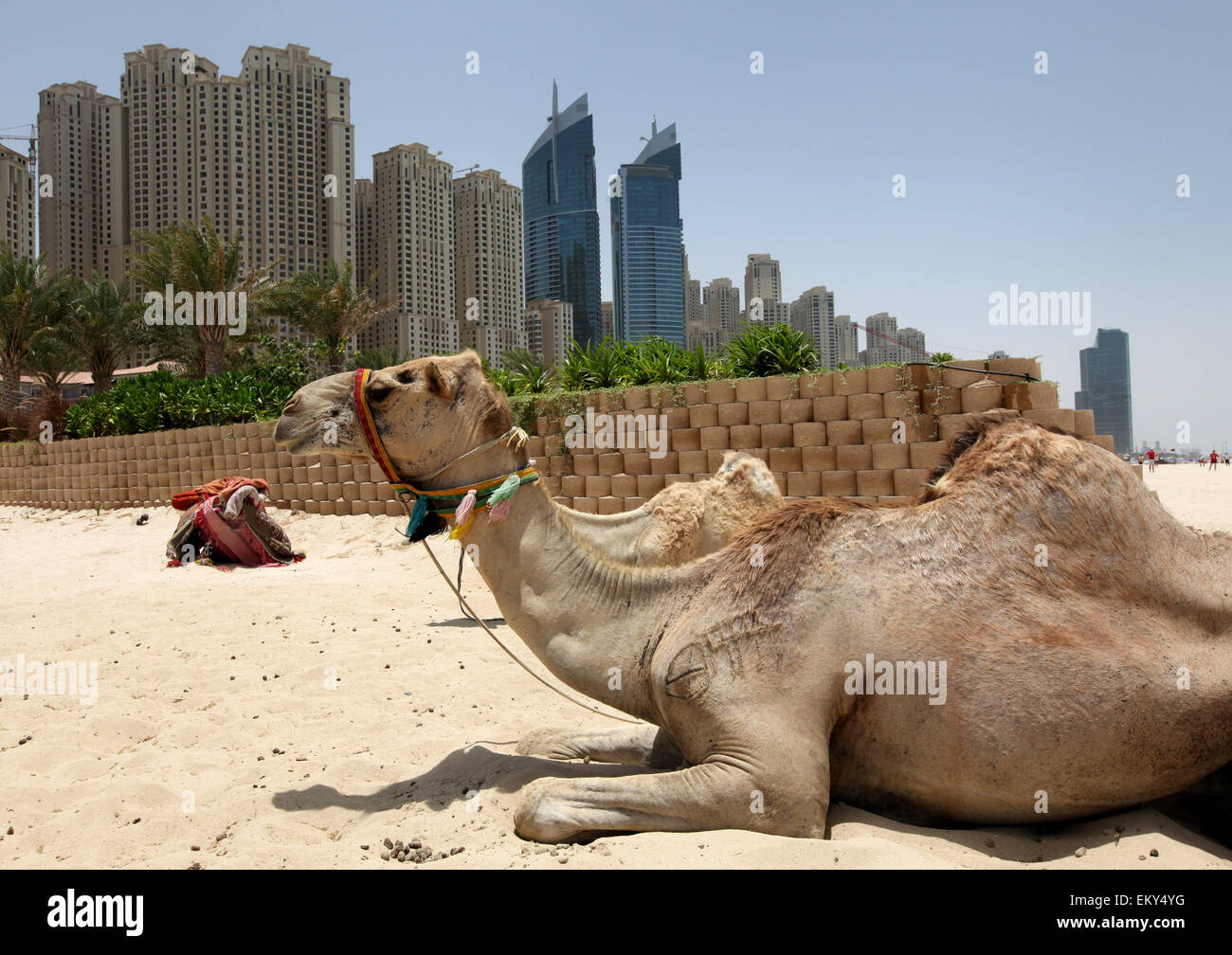 Dubai UAE Camels look to the skyline of the city from Jumeirah Beach Stock Photo
