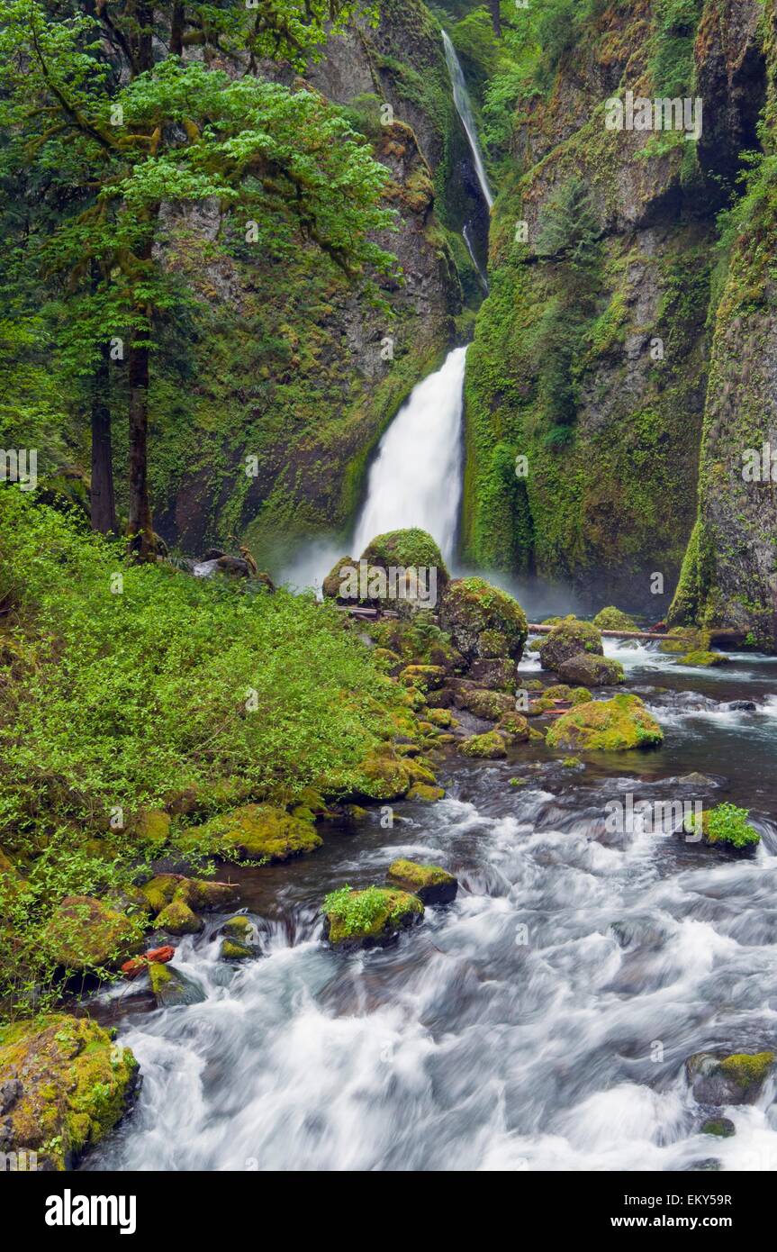 Wahclella Falls And Tanner Creek Columbia River Gorge Oregon Usa Wahclella Falls And Tanner Creek Columbia River Gorge Oregon Usa