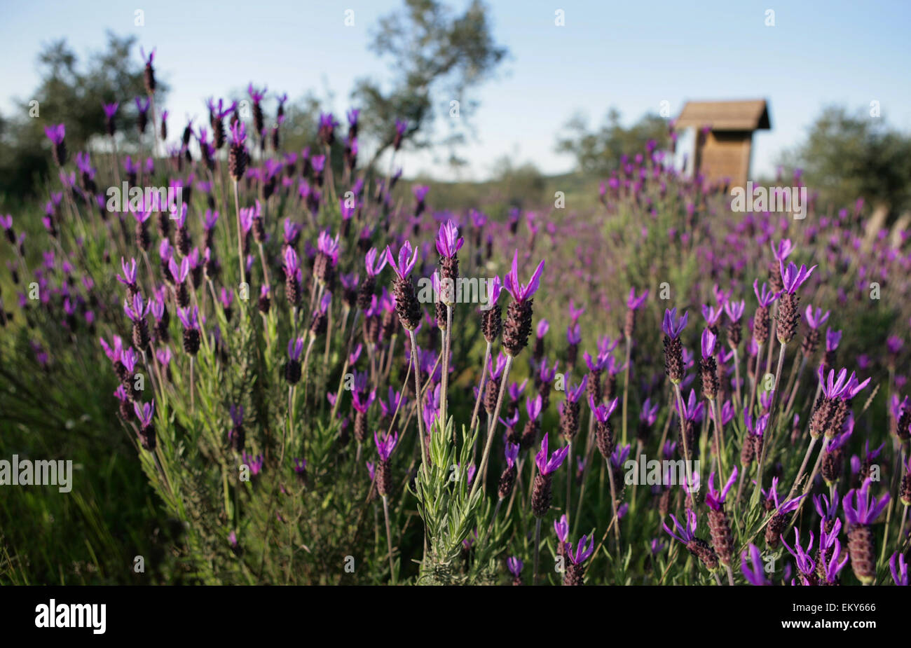 The genus includes herbaceous annual or short lived herbaceous perennial plants (the species from India), and suffruticose peren Stock Photo