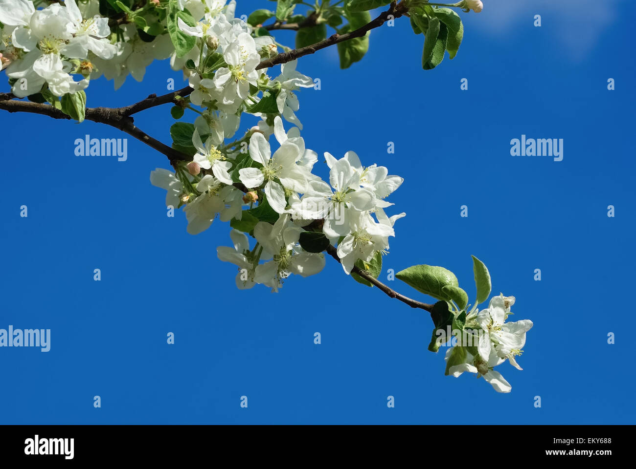Beautiful sprig apple tree hi-res stock photography and images - Alamy