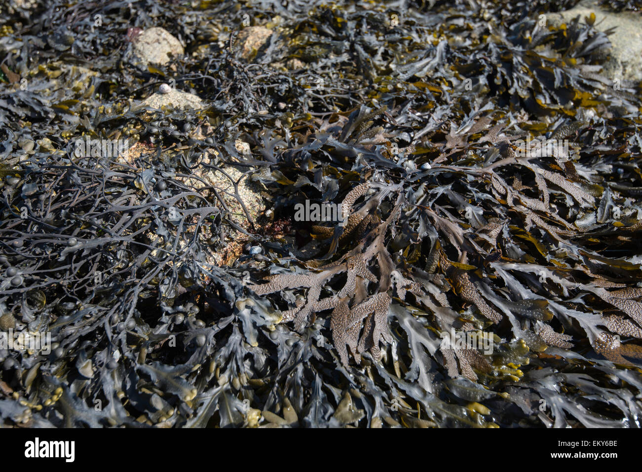 Brown seaweeds on rocky beach. Stock Photo