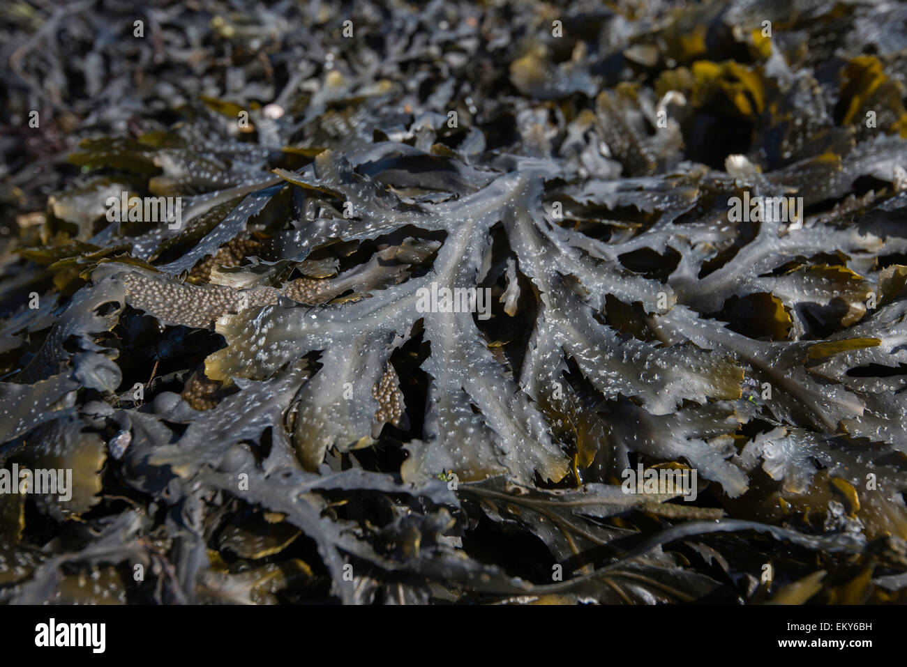Serrated Wrack or Toothed Wrack - (Fucus serratus) Stock Photo