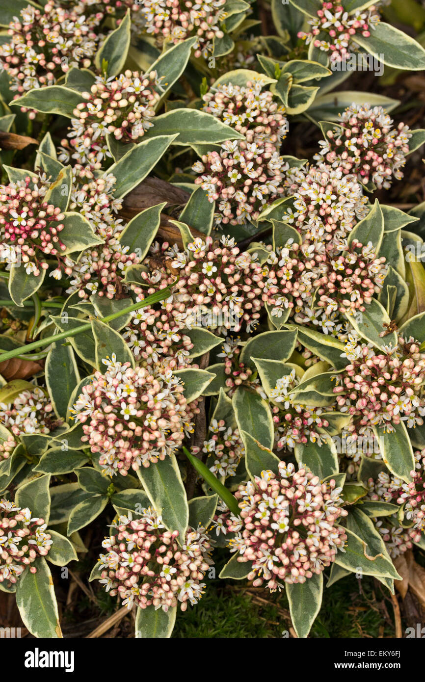 Variegated foliage and red winter buds of the evergreen Skimmia japonica 'Magic Marlot' Stock Photo