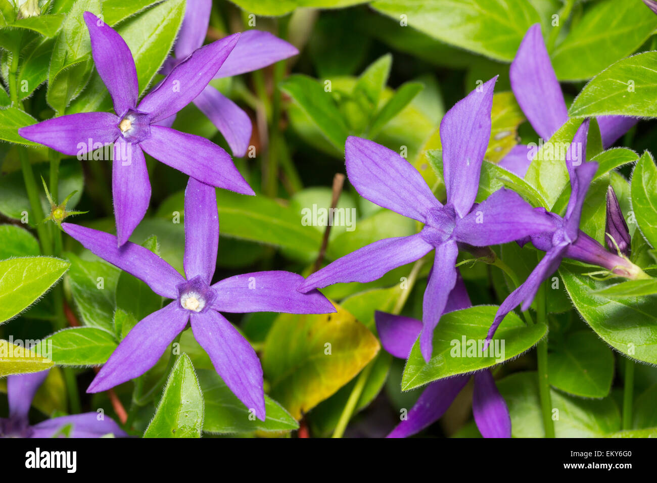 Spring flowers of the ground covering evergreen, Vinca major var. oxyloba ('Dartington Star') Stock Photo