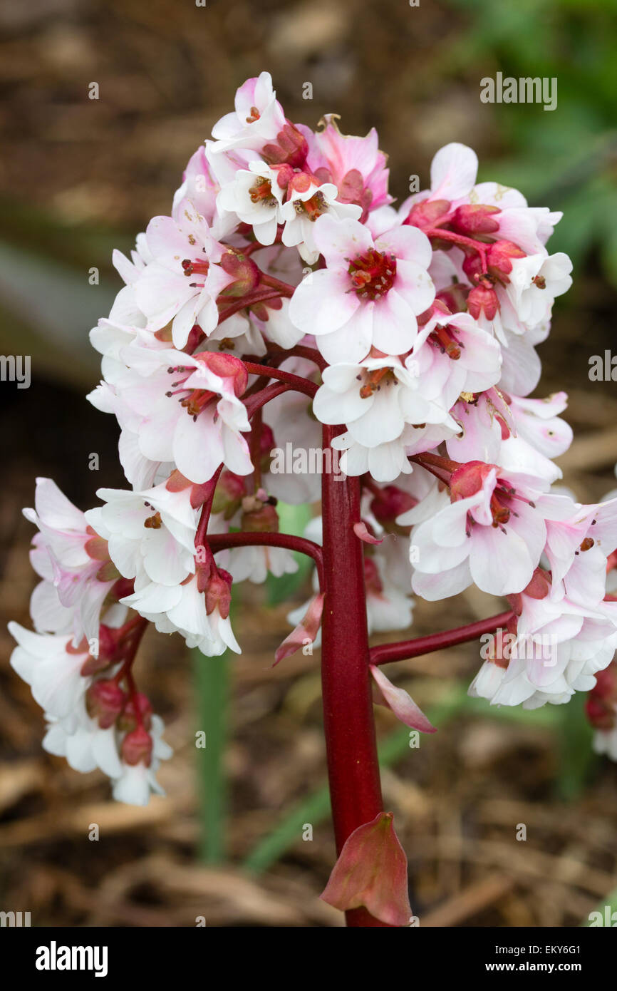 Spring flowers of the evergreen perennial, Bergenia 'Beethoven' Stock Photo