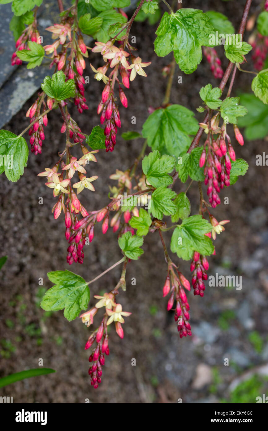 Emerging flowers of the hybrid flowering currant, Ribes x beatonii Stock Photo