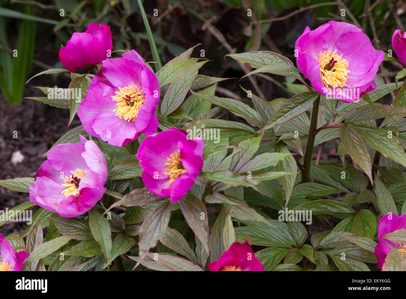 Multiple flowers of the  uncommon Chinese species peony, Paeonia mairei, earliest in flower in Spring Stock Photo