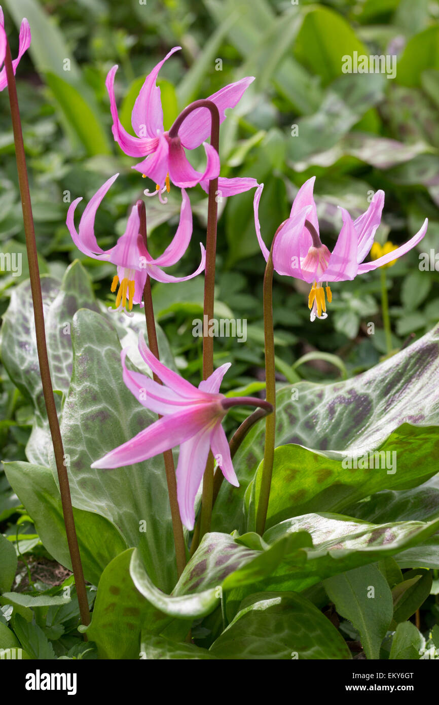 Spring flowers of the Western North American trout lily, Erythronium revolutum Stock Photo