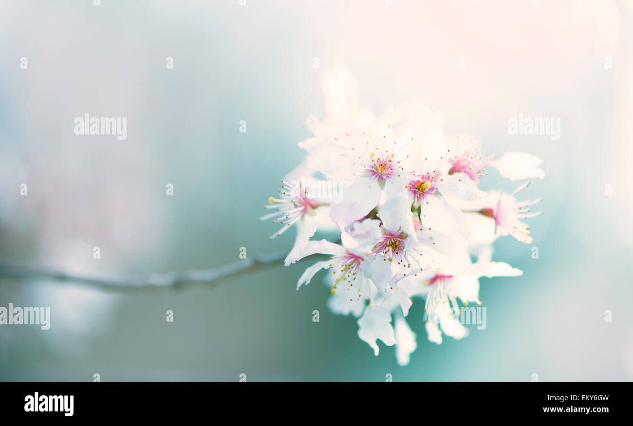 Cherry blossom soft focus hi-res stock photography and images - Alamy
