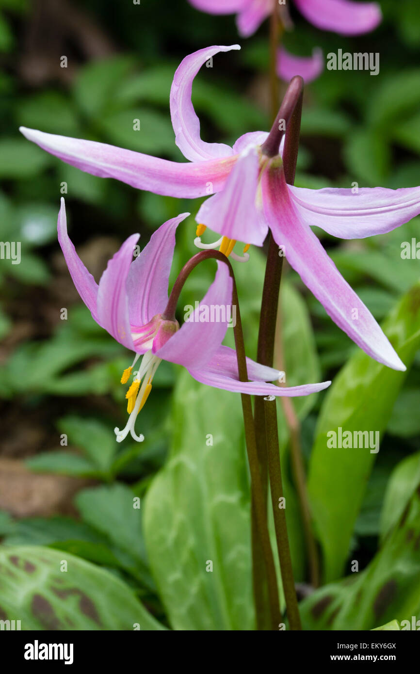 Spring flowers of the Western North American trout lily, Erythronium revolutum Stock Photo