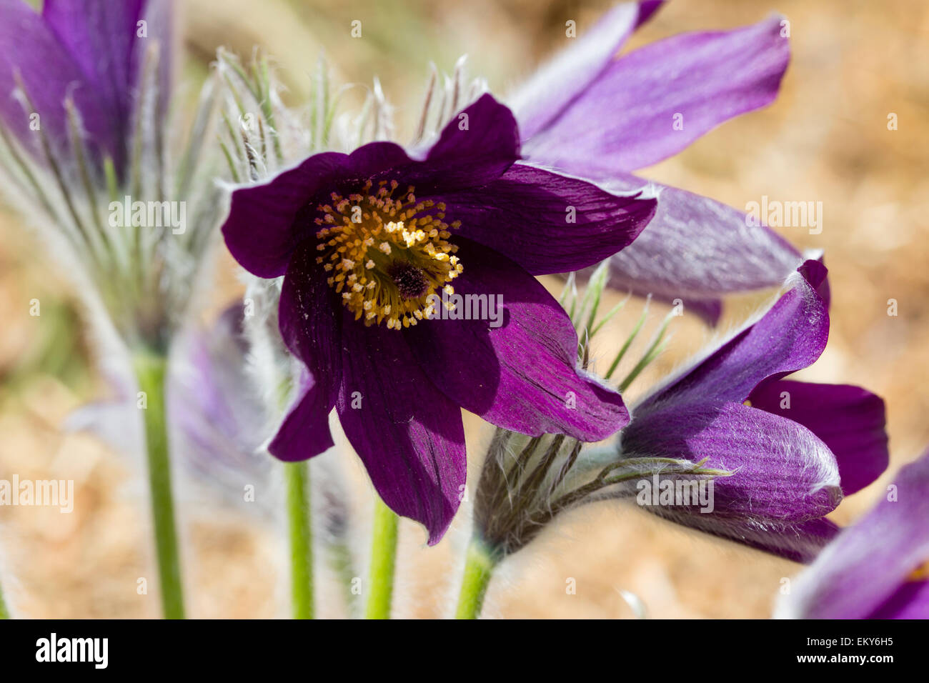 Dark purple form of a European Pasque flower, Pulsatilla halleri Stock Photo