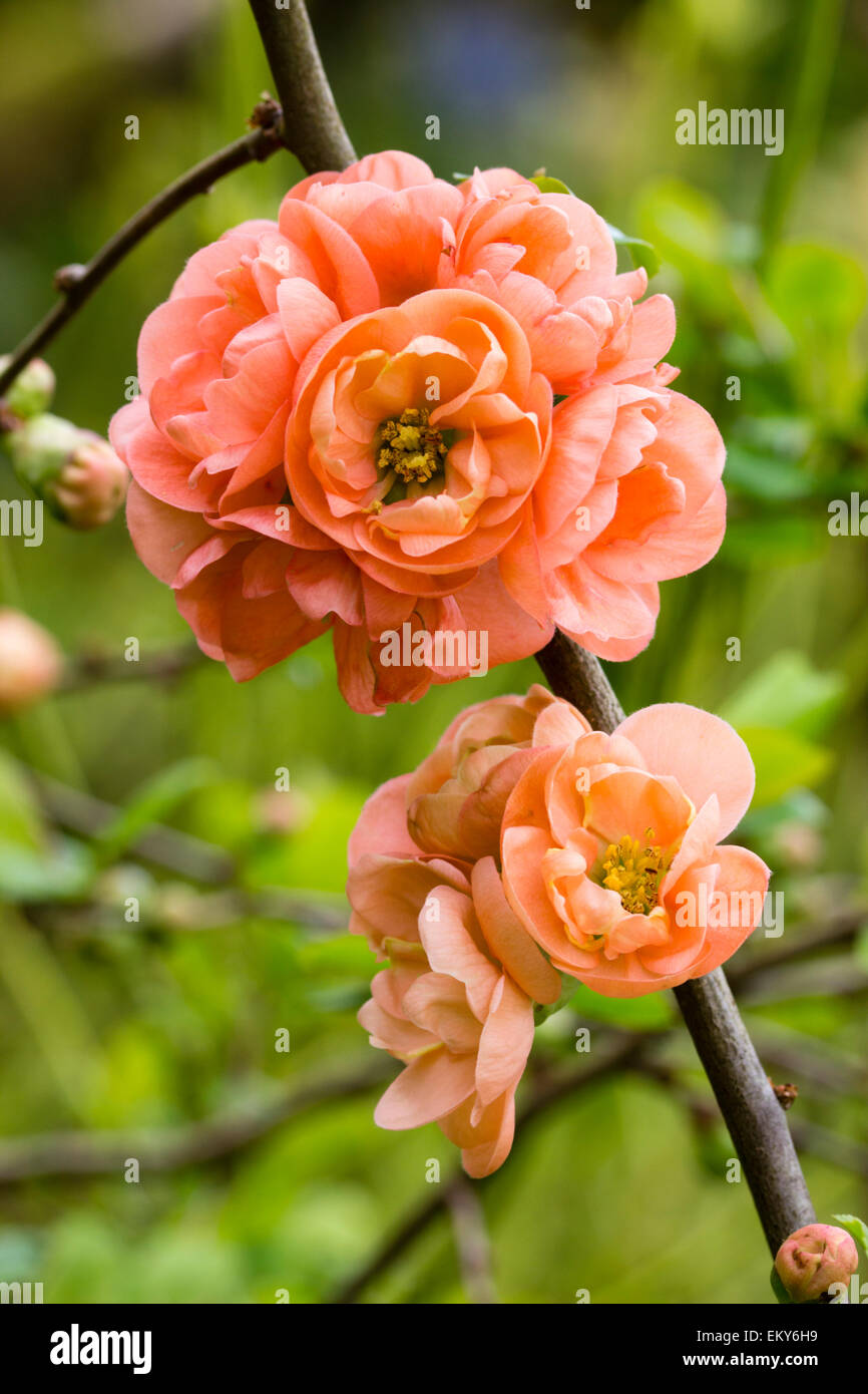 Double flowers of the pale orange-pink Japanese quince, Chaenomeles speciosa 'Geisha Girl' Stock Photo
