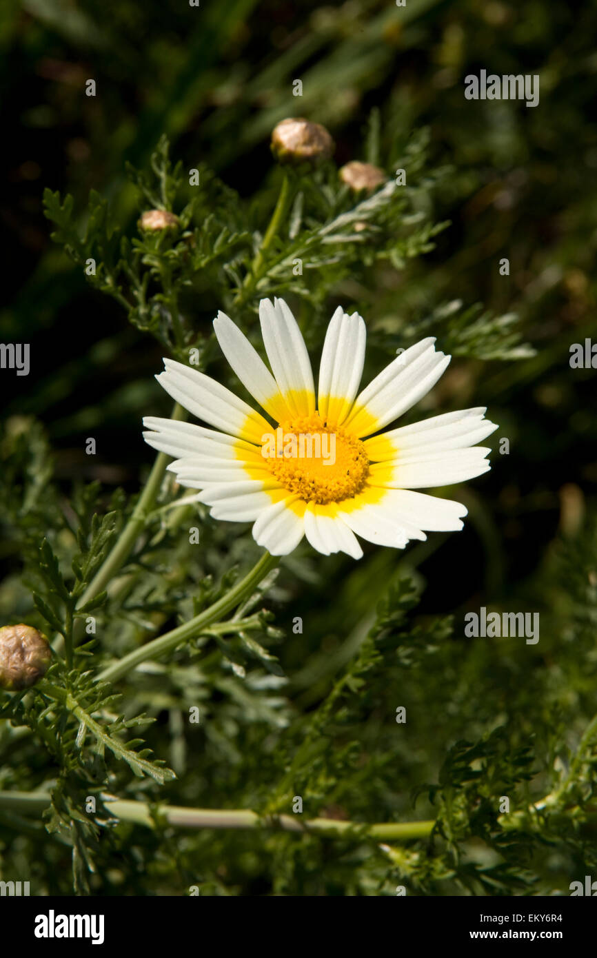 Lonely wild daisy Stock Photo