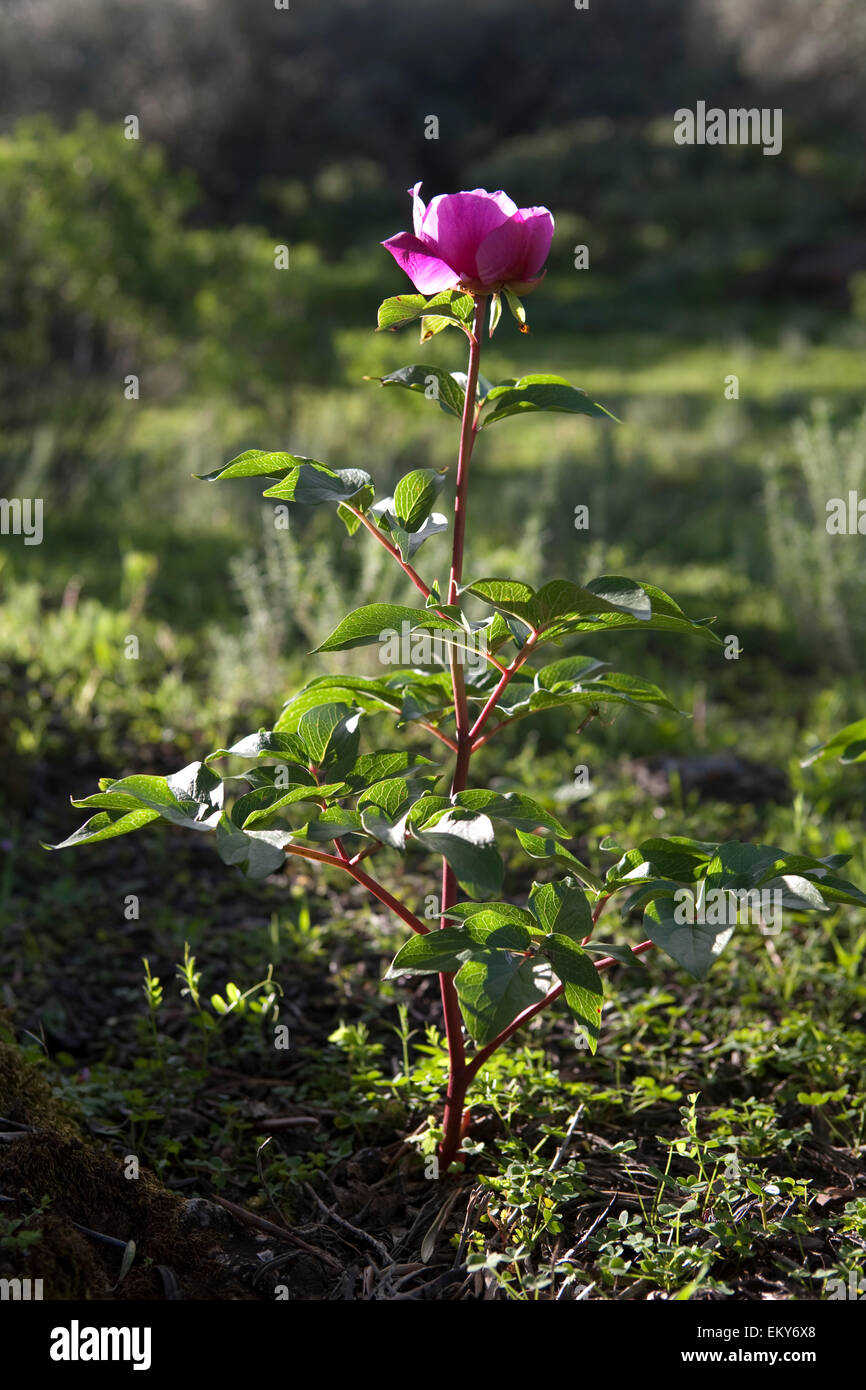 Peony flowers sprouting on the Alor mountains hills Stock Photo