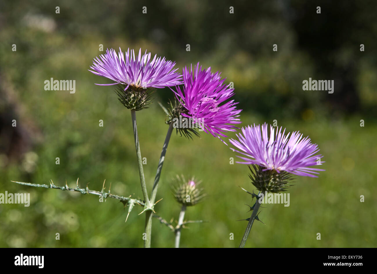 Group of silybum marianum, colloquially identified as Carduus marianus, known as milk thistle, is an annual or biannual plant of Stock Photo