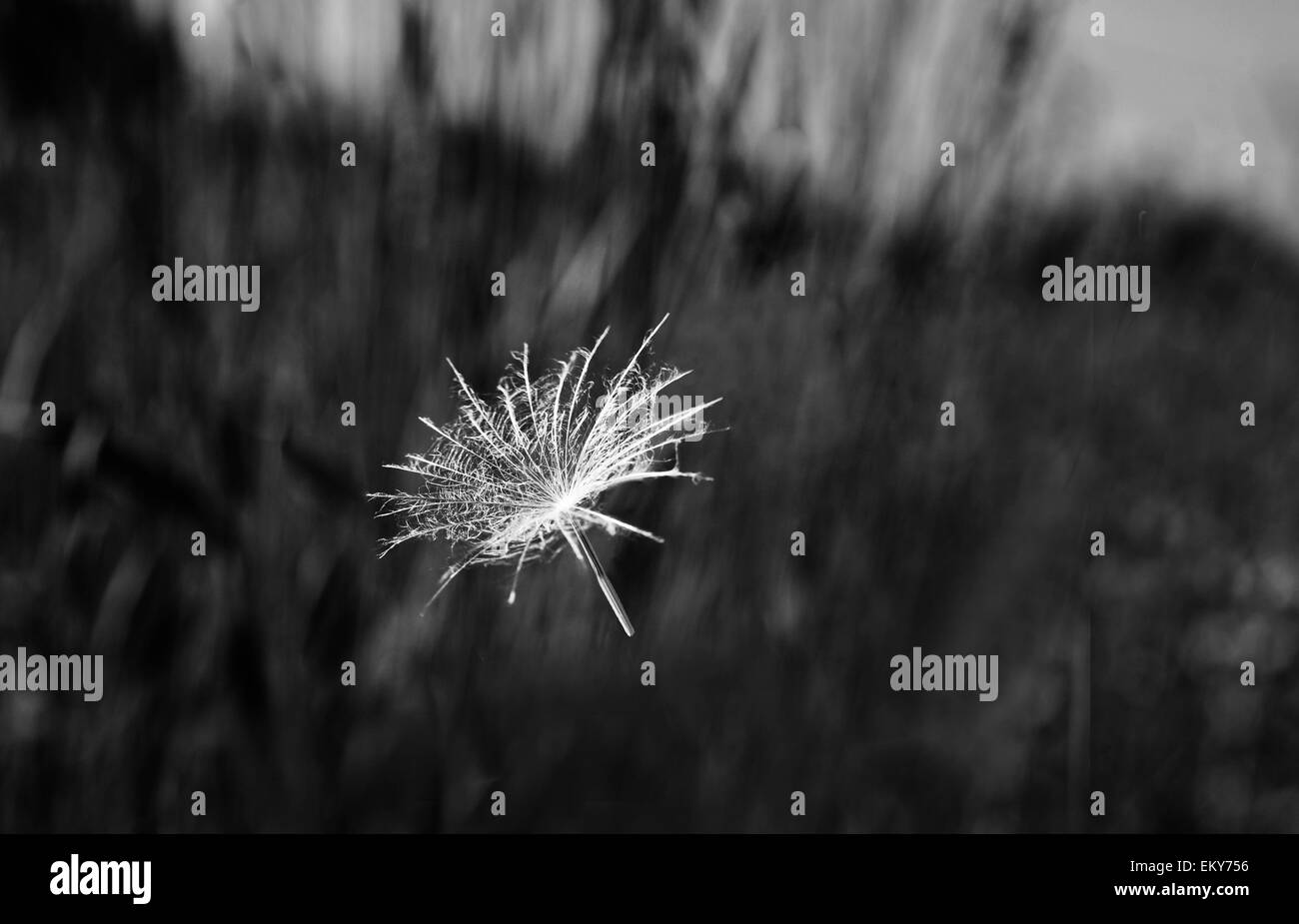 Taraxacum officinale floral Black and White Stock Photos & Images - Alamy
