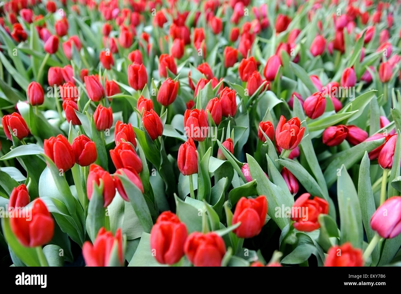 Spring shot with a field full of red tulips Stock Photo