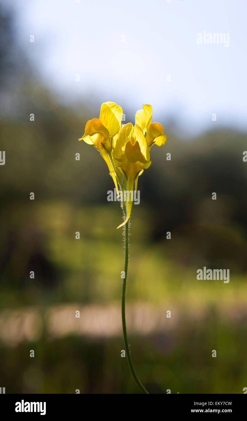 Yellow wild aerial flower over blurry background Stock Photo