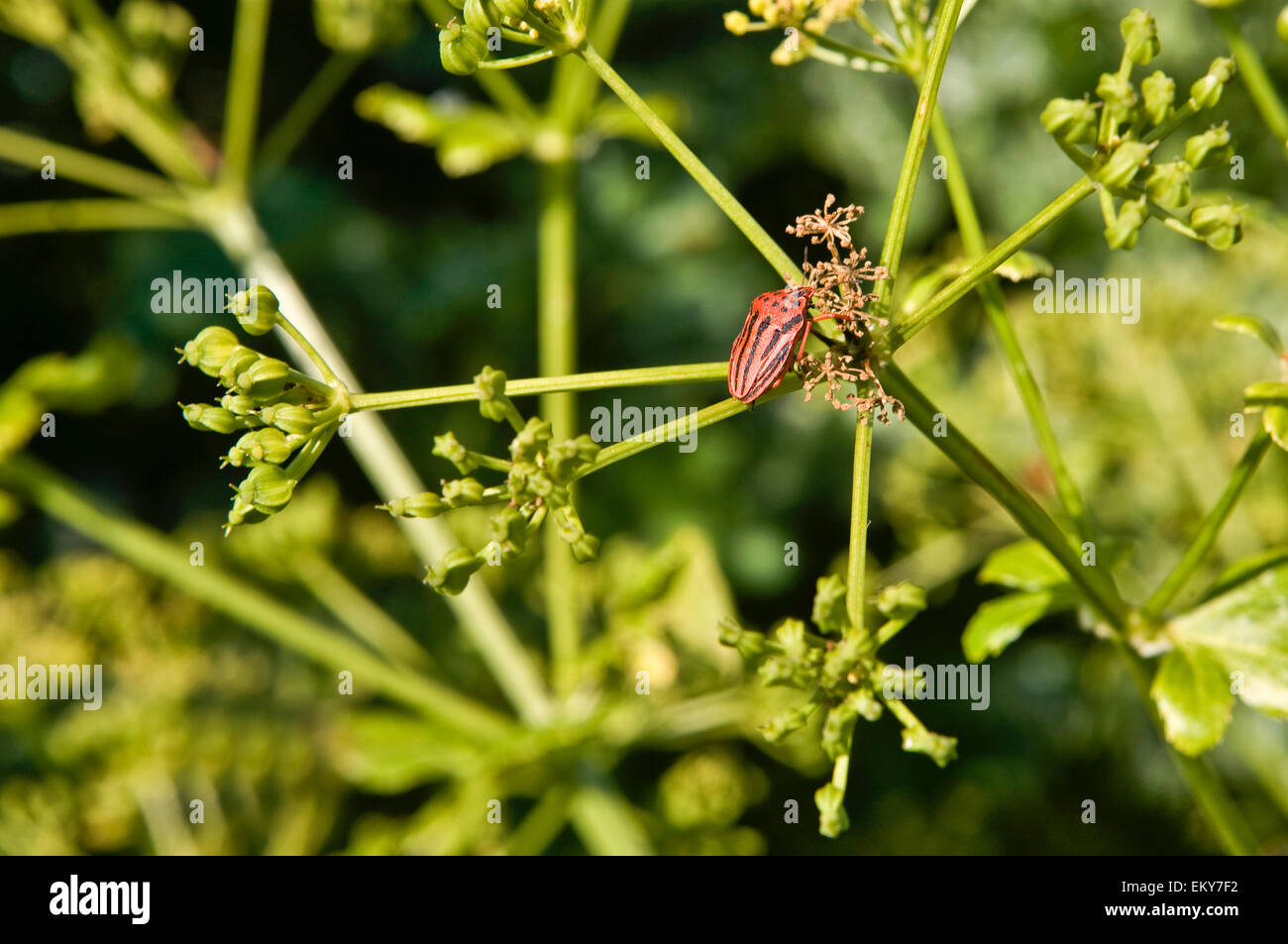 Black orange striped bug, graphosoma lineatum, on green branch, Spain Stock Photo