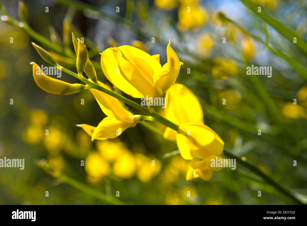 Closeup yellow flower, latin name cytisus scoparius, scotch broom Stock Photo