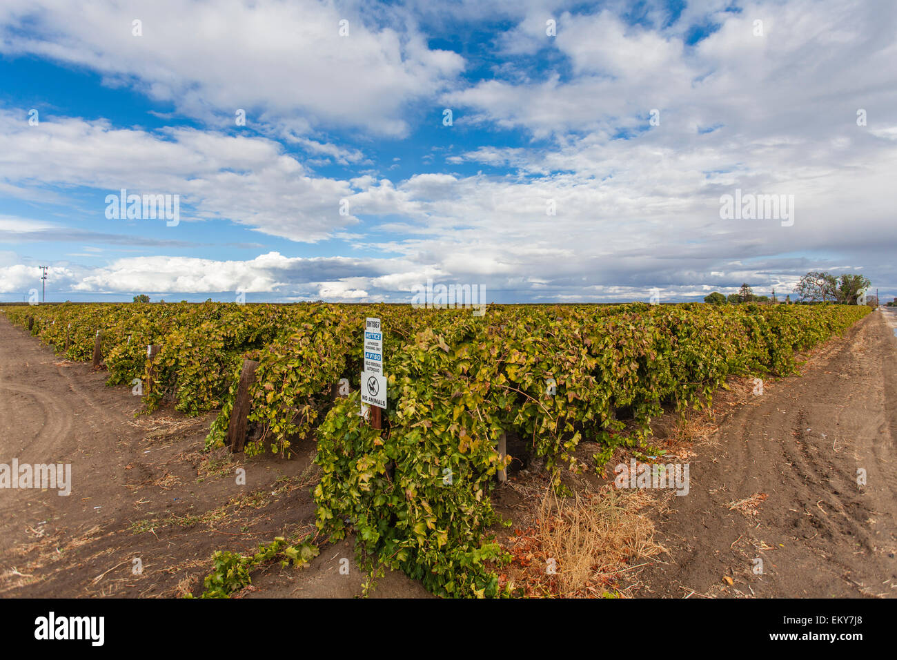 Grapes growing in Shafter. Kern County, San Joaquin Valley, California, USA Stock Photo