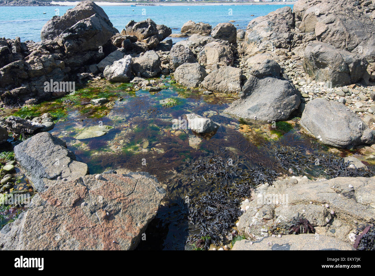 Intertidal rock pool. Stock Photo