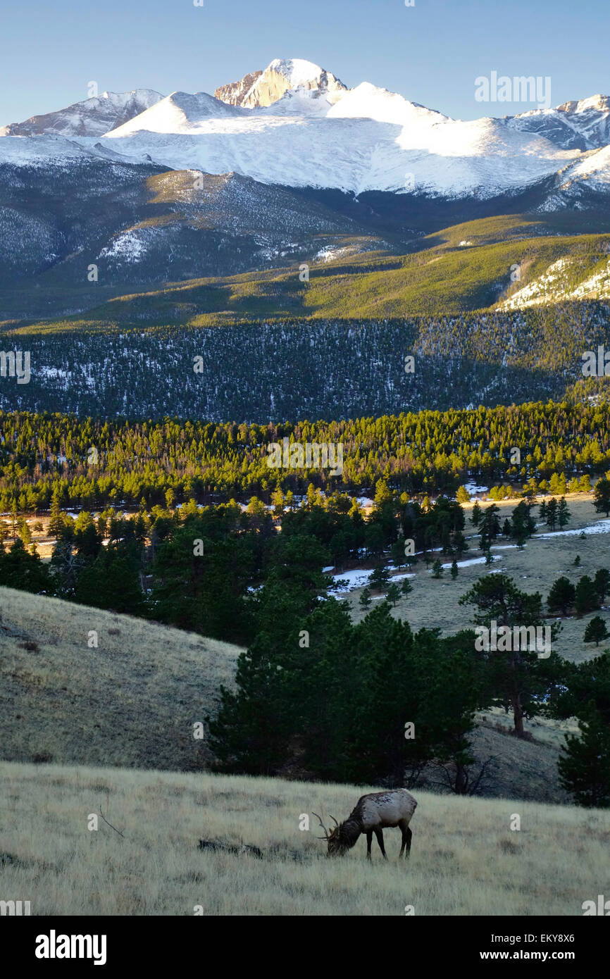 Lone elk grazing beneath Long's Peak, Rocky Mountain National Park, Colorado Stock Photo