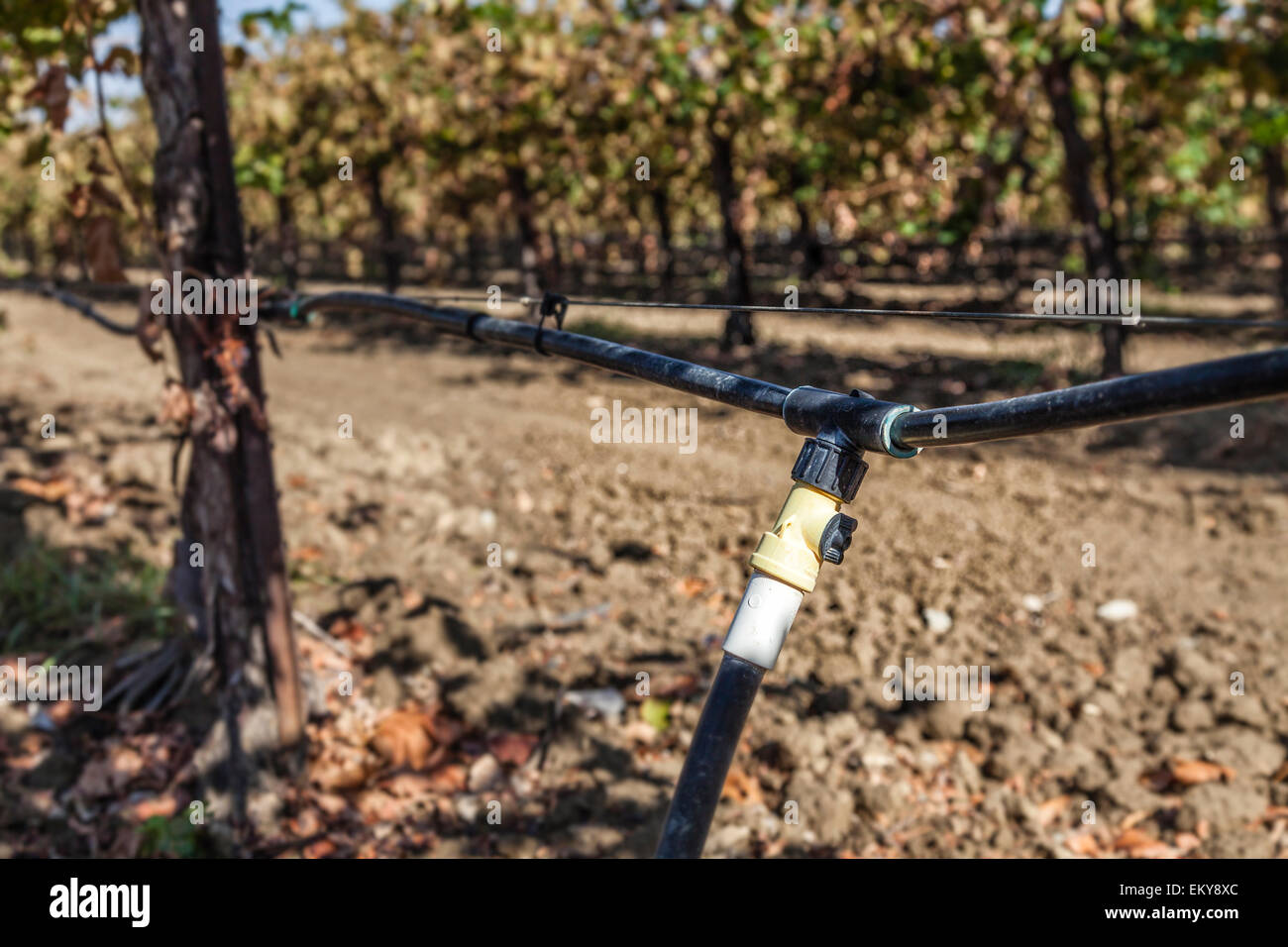 Drip irrigation being used in vineyard. Cardella Winery, a family business since 1969, in Fresno County, California Stock Photo