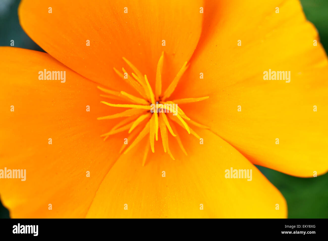 Yellow flower with four orange petals macro top view Stock Photo