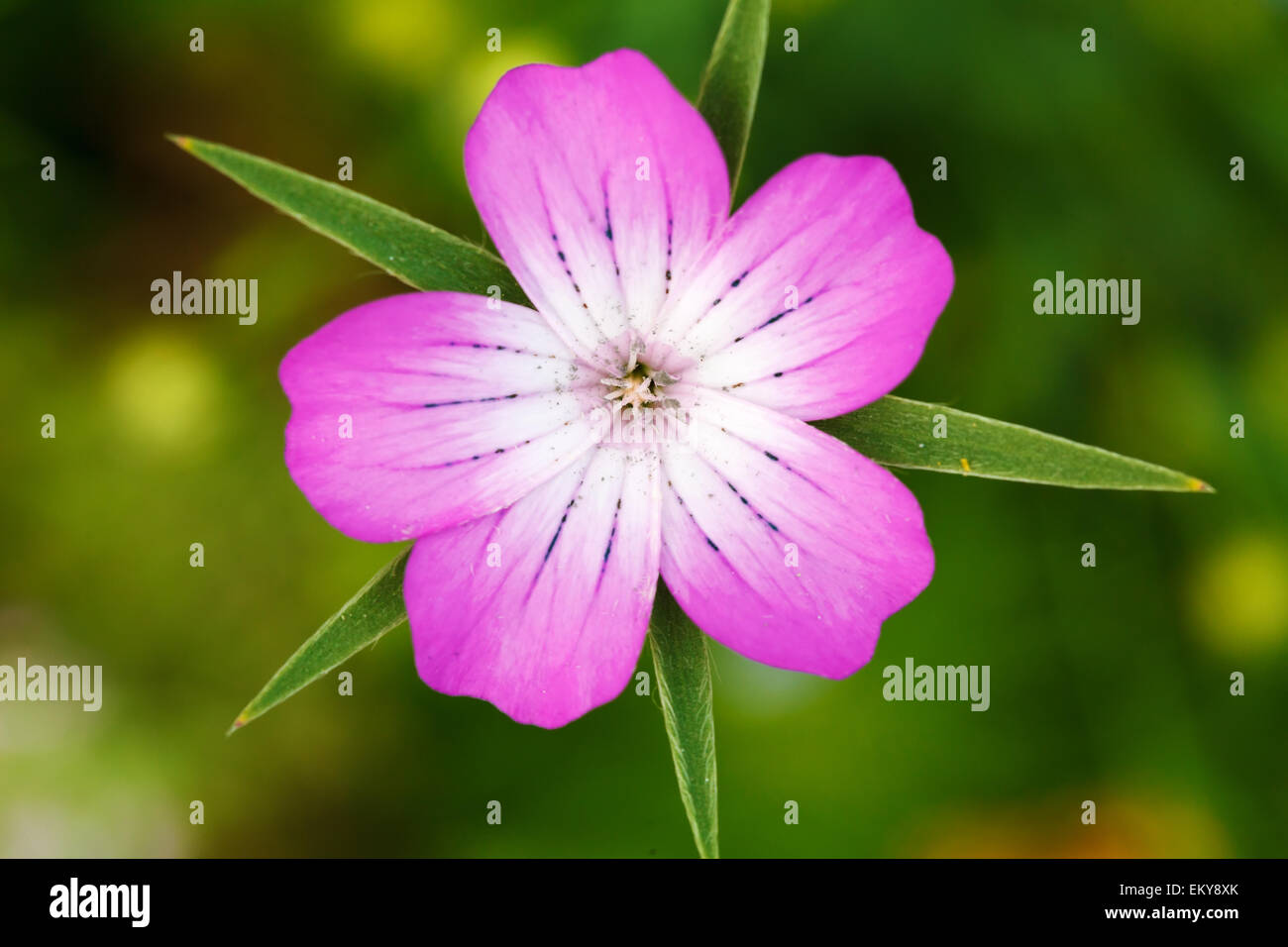 5 petal flower wholesale store