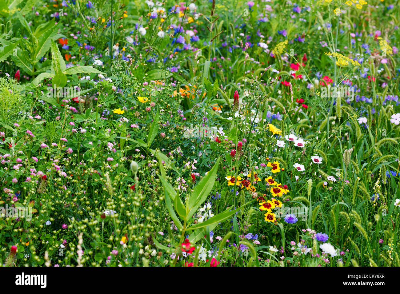 Floral meadow, field of green grass and flowers Stock Photo - Alamy