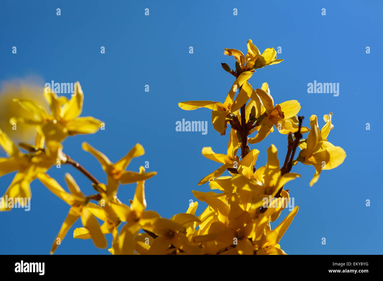 Forsythia flowers full of yellow tiny flowers macro against clear blue sky, spring season in Poland, Europe Stock Photo