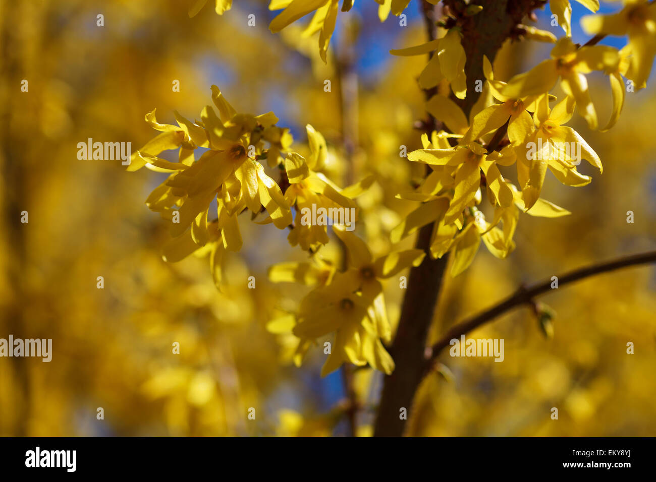 Forsythia flowers full of yellow tiny flowers macro against yellow blurred background, spring season in Poland, Europe Stock Photo