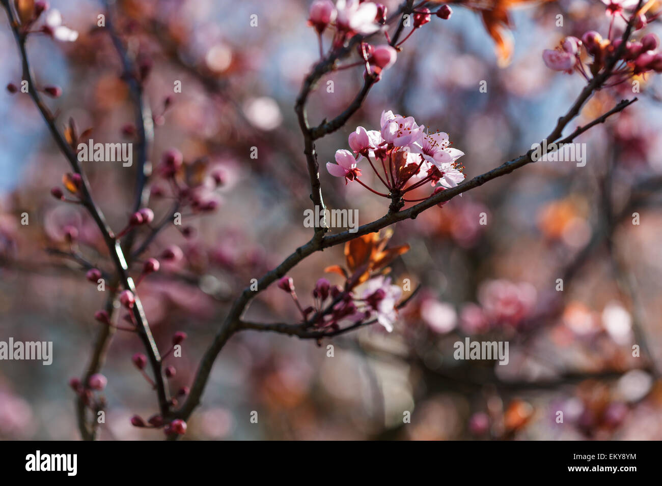 Blooming pink plum flowers macro, spring season in Poland, Europe Stock Photo