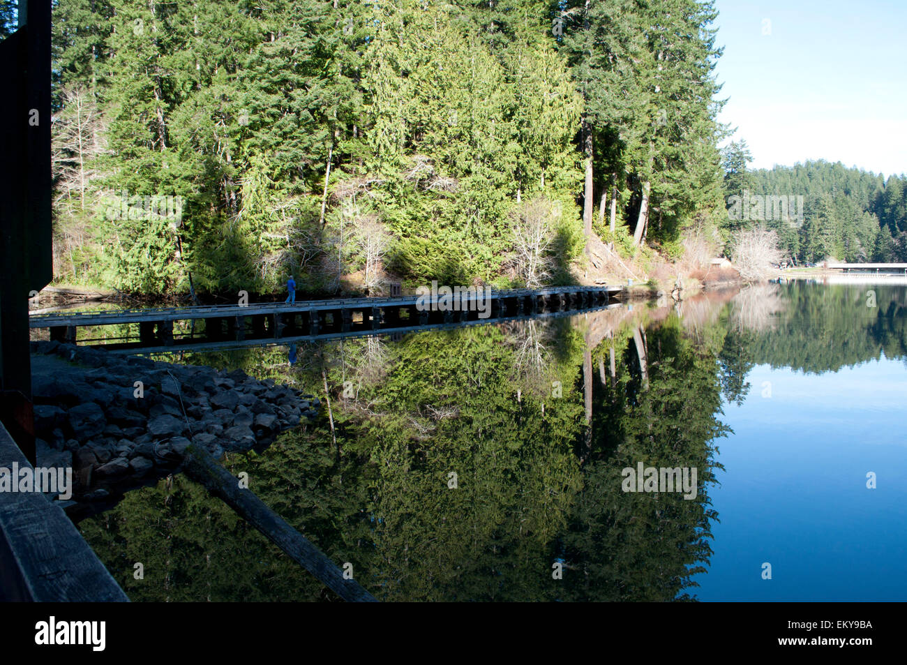 Man walking on pathway at Lake Sylvia State Park, Montesano, Grays Harbor County, WA, USA Stock