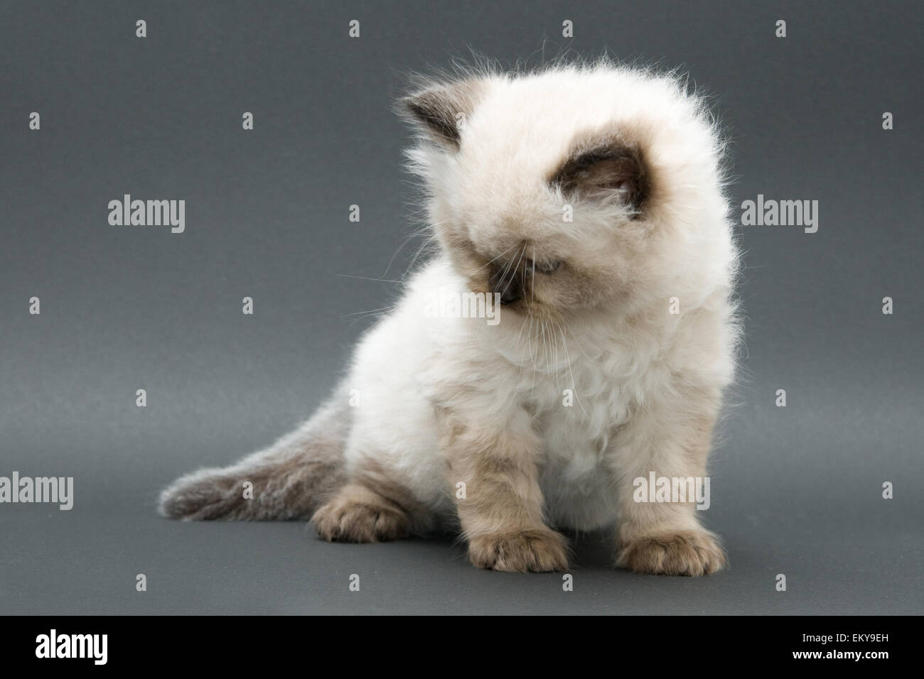 Colorpoint longhair 2025