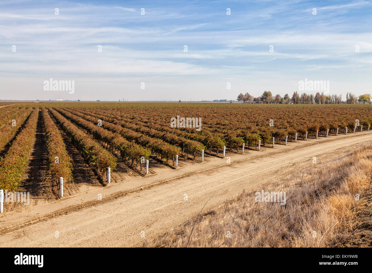 Vineyard on Cardello WInery. Cardella Winery, a family business since 1969 in Fresno County, California Stock Photo