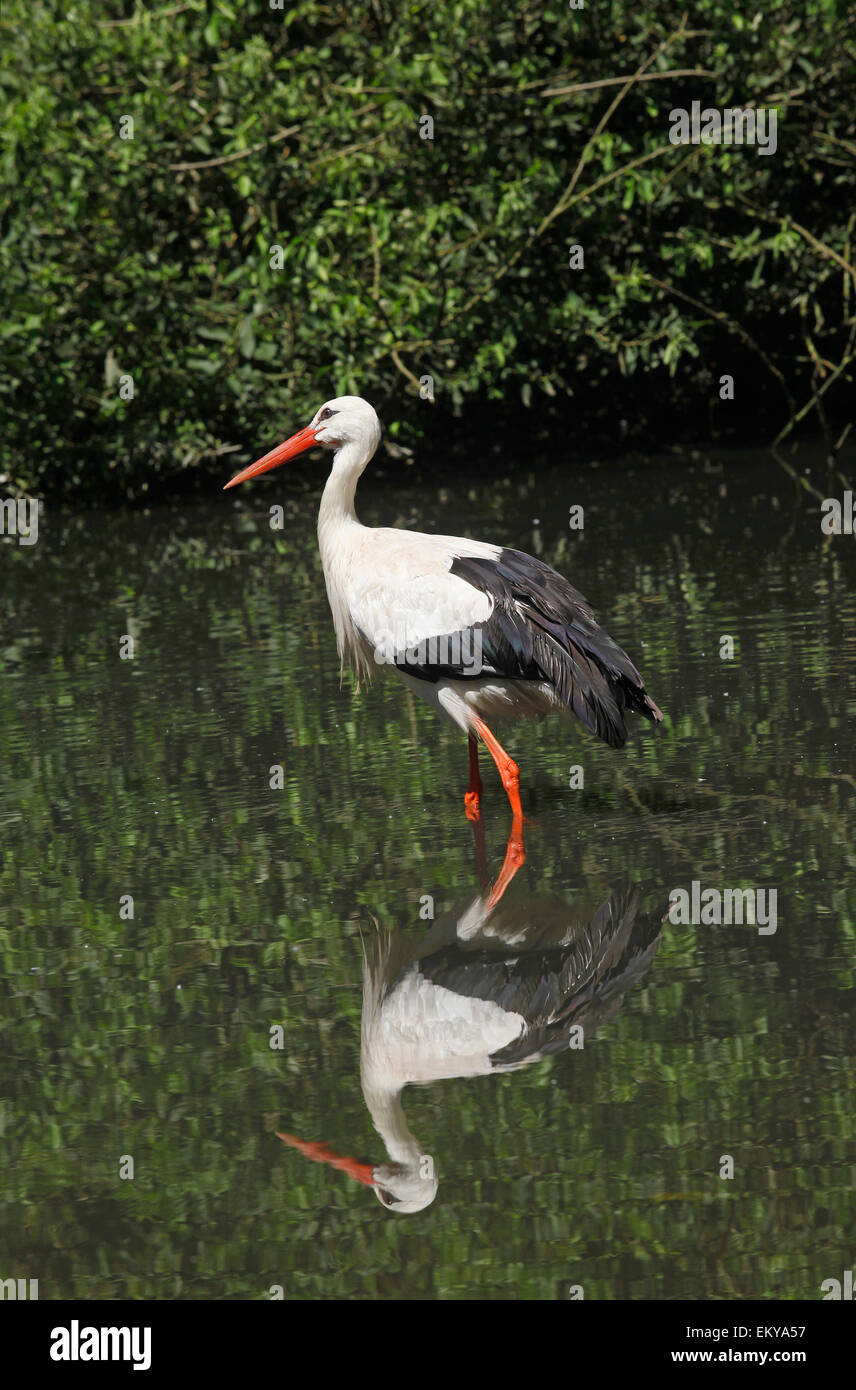 White Stork (Ciconia ciconia)  in the water of a pond Stock Photo