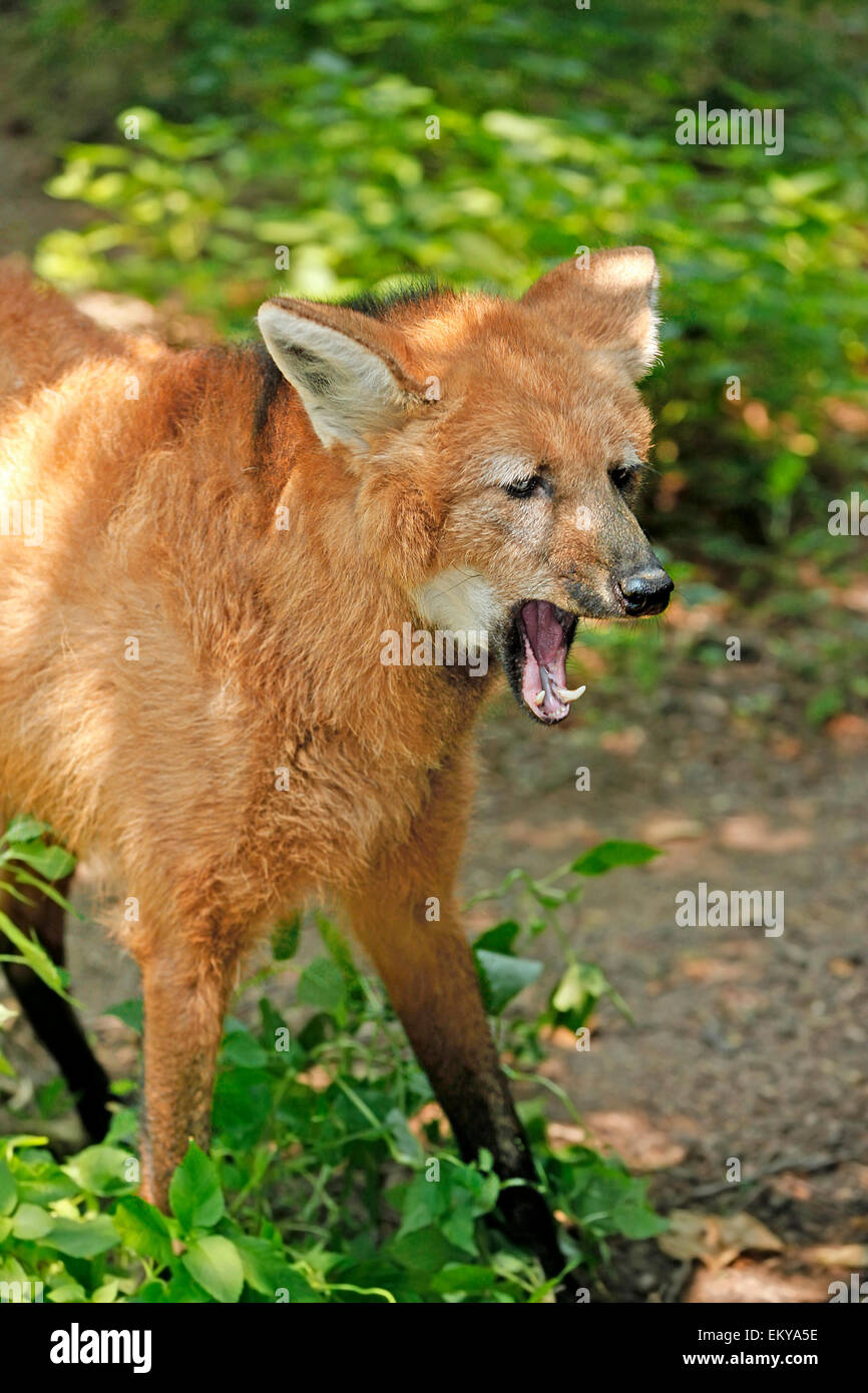 Maned Wolf (Chrysocyon brachyurus) open jaws Stock Photo